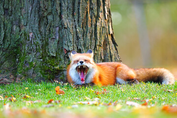 Red fox next a tree yawning 