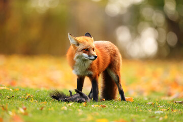 Red fox standing next to its prey