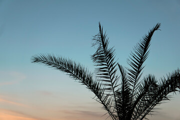 Palm leaves background. Tropical palm branch against the background of sunset and clear sky