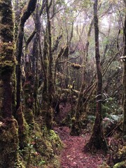 Obraz premium Mossy forest on the tree at Mount Siku in Malaysia during hiking activities.