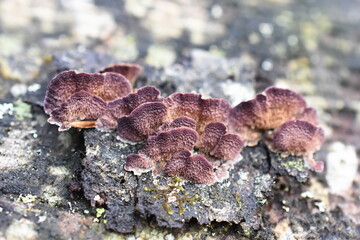 The saprophytic fungus Trichaptum abietinum growing on the bark of a conifer tree showing underside