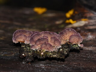 The saprophytic fungus Trichaptum abietinum growing on the bark of a conifer tree showing underside