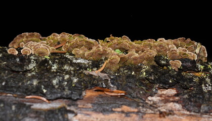 The saprophytic fungus Trichaptum abietinum growing on the bark of a conifer tree