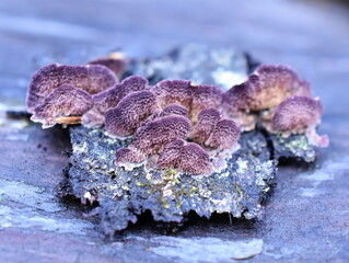 The saprophytic fungus Trichaptum abietinum growing on the bark of a conifer tree showing underside