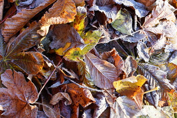 Different autumn colored fallen leaves laying on the ground