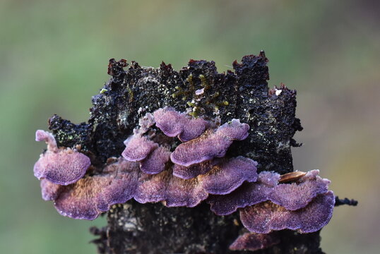 The saprophytic fungus Trichaptum abietinum growing on the bark of a conifer tree showing underside