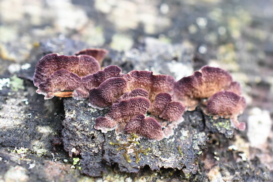 The saprophytic fungus Trichaptum abietinum growing on the bark of a conifer tree showing underside