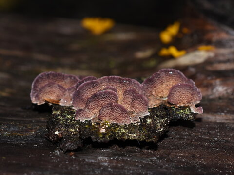 The saprophytic fungus Trichaptum abietinum growing on the bark of a conifer tree showing underside