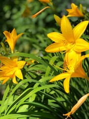yellow lily flower