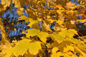 Intense yellow leaves on a maple tree in front of blue sky in late autumn
