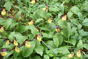 Large group of lady's-slipper orchid flowers Cypripedium calceolus in Nature