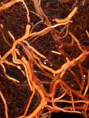 Closeup on plant roots growing underground in soil