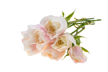 bouquet of small roses isolated