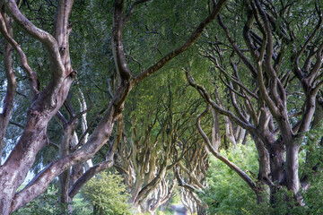 Fototapeta premium The Dark Hedges