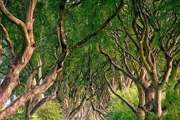 The Dark Hedges