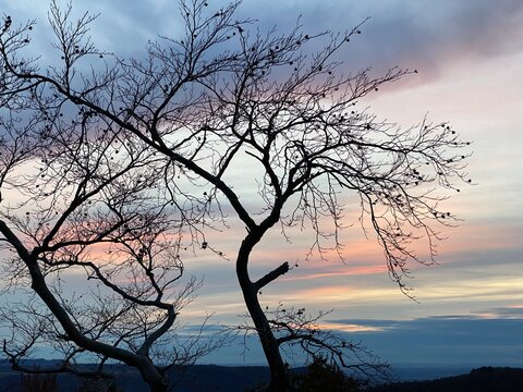 silhouette of a  tree in afterglow