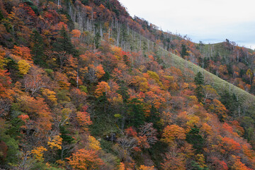 紅葉の剣山（徳島県）