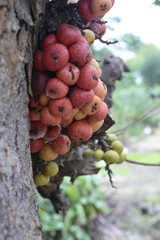 a bunch of figs that fell from the tree
