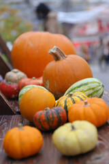 pumpkins and gourds
