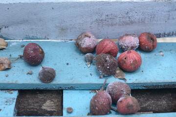 a bunch of figs that fell from the tree