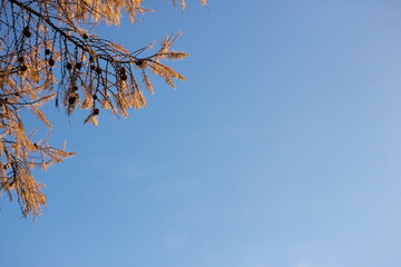 a larch branch against a bright blue sky