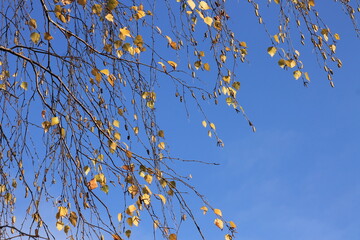 birch branches against a bright blue sky