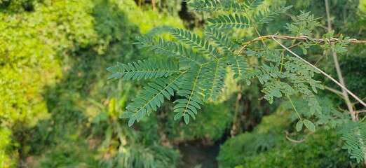 Obraz premium View of the lush rainforest canopy