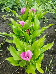 A bed of beautiful pink calla lilies. Vertical photo of flowers in the garden.