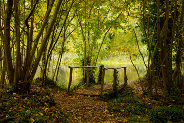 Rheinauen nahe Nonnenweier in der Ortenau