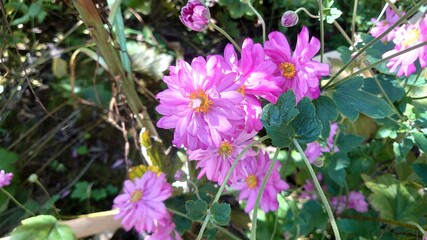 Japanese anemone