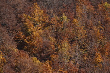 mystic view of mountain forest in autumn