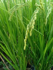 selective focus of paddy with green rice field