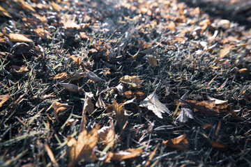 朝日のあたる野原