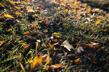 朝日のあたる野原