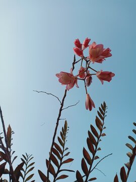 Branch of pink Orchid flowers and leaves with blue sky