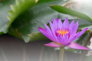 Close up beautiful violet water lily flower, lotus flower in the nature. Outdoor flower.