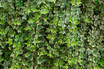 Ivy texture. Ivy hedge background. Ivy wallpaper. Ivy wall. Green wall. Green plant texture. Green leaves background. 