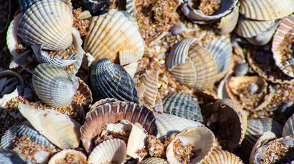 seashells on the beach