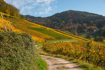 Obraz premium Weinberge oberhalb von Kappelrodeck im Schwarzwald