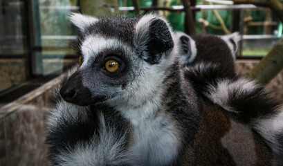 lemur 