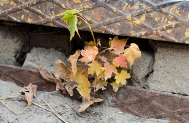 little autumn maple tree between rock and metal