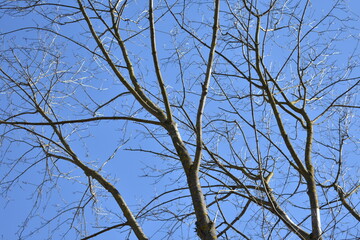 branches against blue sky