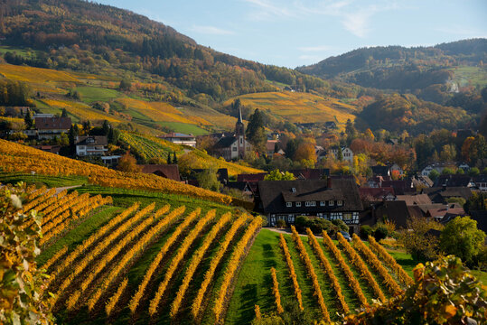 Weinberge oberhalb von Kappelrodeck im Schwarzwald