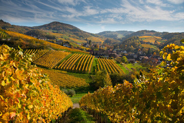 WEinberge rund um Oberkirch in der herbstlichen Orteanu