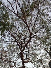 branch of big tree Sprawling through sky