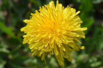 Dandelion