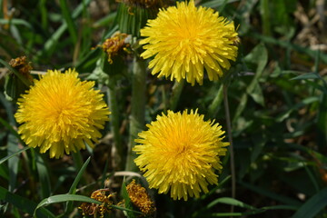 Dandelions