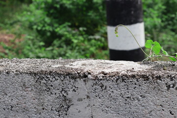 You can use nature background of plant vine on a wall made of cement to display products and as a isolated images template