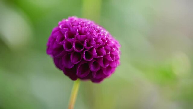 Purple dahlia flower close up