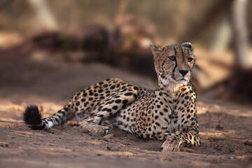The cheetah (Acinonyx jubatus), also known as the hunting leopard resting after the hunt, young female
